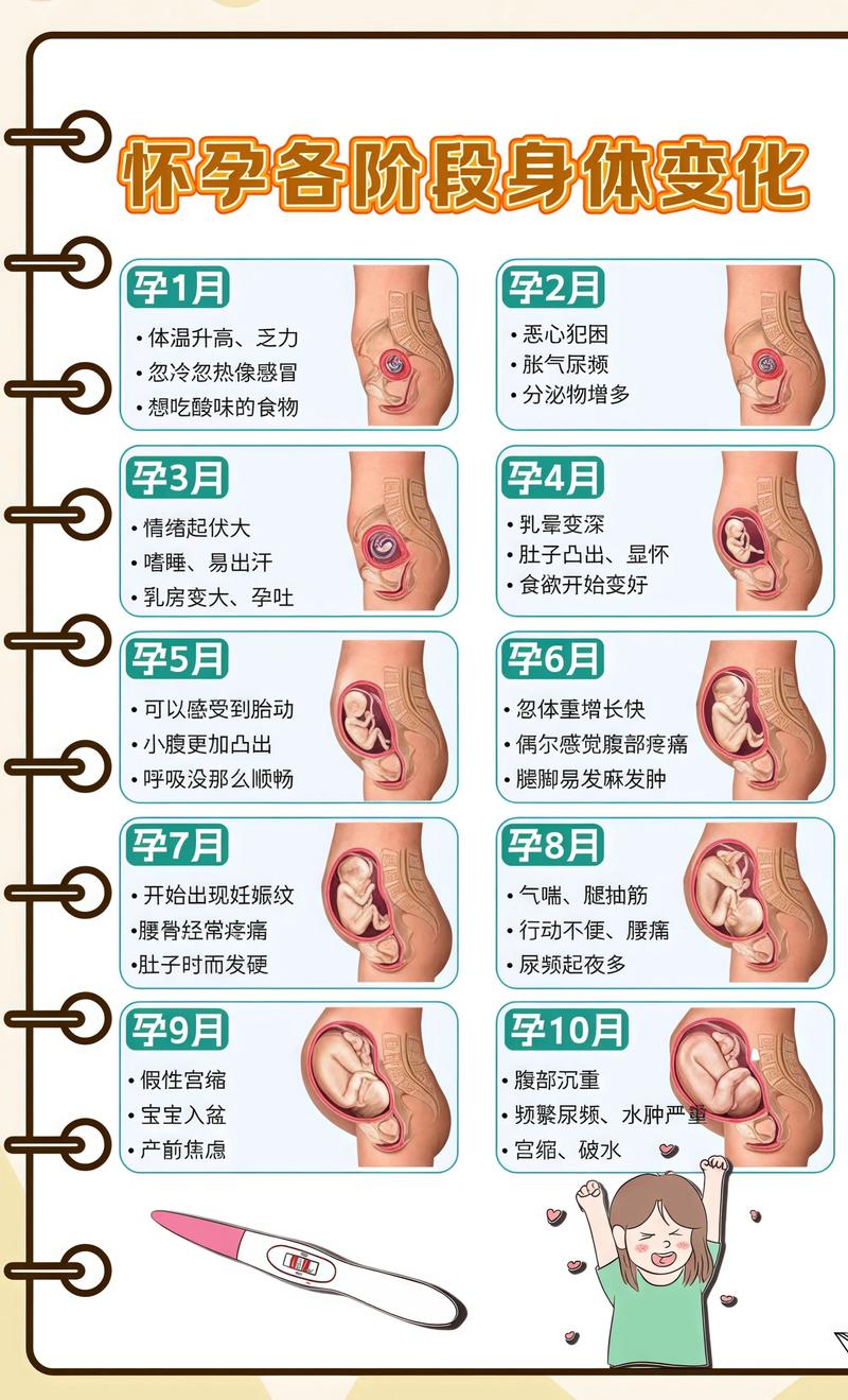 揭秘供卵代孕妈妈怀孕小腹分两节，孕期变化的奥秘黔南代生机构: